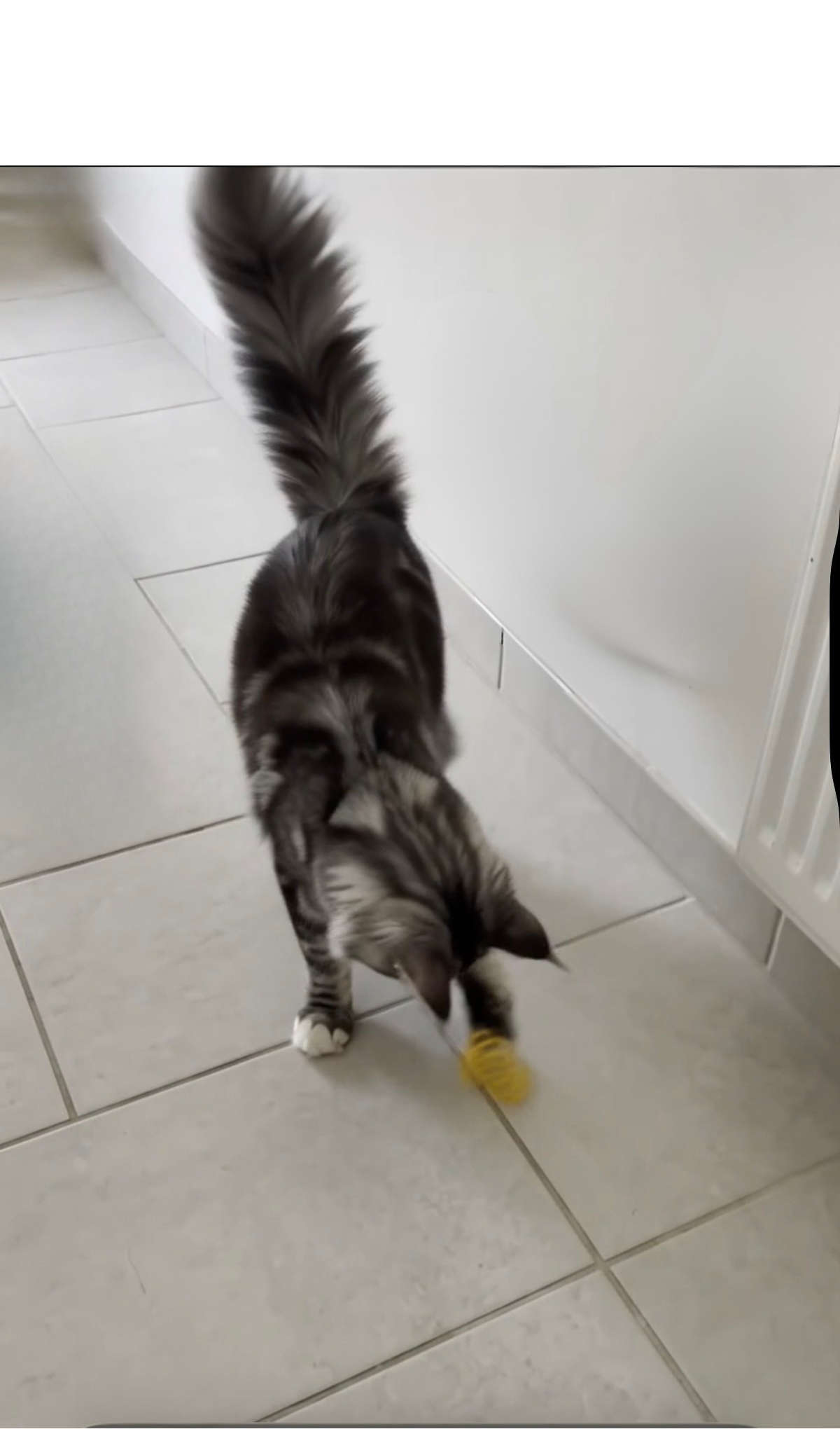 Spirales interactives pour chat — Lot de 4
